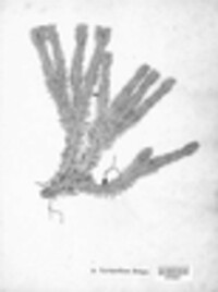 Huperzia selago image